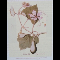 Calebasse (2)